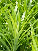 Asian Herb Pandan Leaf Plant (pandanus amaryllifolius)