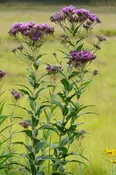 Ironweed