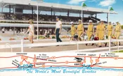 Ebro Florida Washington County Kennel Club, Chrome, Vintage Postcard U27918