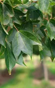 Acer buergerianum ‘ABFSS' ~ Valynor® Trident Maple