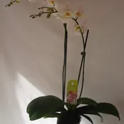 White Phalaenopsis Orchid - W140