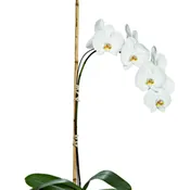 Potted Phalaenopsis
