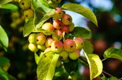 Callaway Crabapple – Shipping Fall 2026