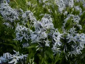 Amsonia tabernaemontana Willow bluestar Z 4-10