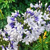 Agapanthus 'Twister' PP25519 - new crop avail for orders shipping Oct 1.