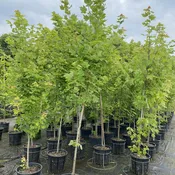 Acer rubrum 'October Glory' (Red Maple)