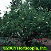 American Elderberry – Seedlings