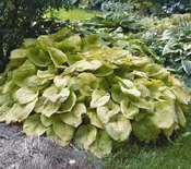 Abiqua Recluse Hosta
