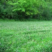 Classic Whitetail Clover- Perennial (Coated &amp; Pre-Inoculated)