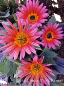 Arctotis ‘Pink Sugar’