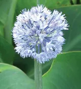Alliums – caeruleum