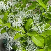 Chionanthus virginicus (White Fringe) Tree
