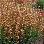 Agastache ‘Summer Glow’