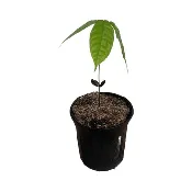 Nacional Cacao Chocolate Tree – Rare Heirloom Variety, Live Plant for Home Growing