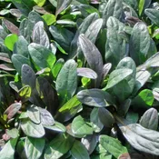 Chocolate Chip Bugleweed - [EG]