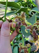 Den. spectabile