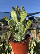 6″ Opuntia Joseph’s Coat