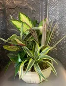 TRADITIONAL DISH GARDEN
