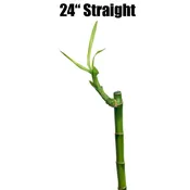 24″ Straight Stalk (Single) [In Store Only]