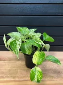 Epipremnum Aureum “Marble Queen Pothos” 4" Pot — YELO APLE