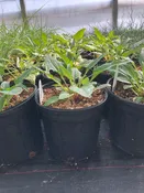 Lakota Fire – Perennial —  Wagenmaker Greenhouses