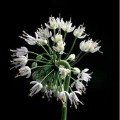 Allium cernuum<br>Nodding Wild Onion