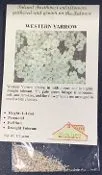Rose Creek ACHILLEA MILLEFOLIUM – Western Yarrow Seeds
