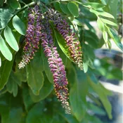 Amorpha fruticosa