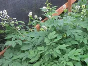 Actaea pachypoda