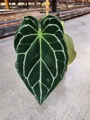 Anthurium, Crystallinum