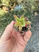 Dudleya farinosa 1" Plug — Native West Nursery - California Native Plants