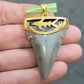 18K Gold Plated Cap Extinct Great White Tooth Necklace Pendant – EGWGLDCAP-12