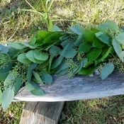 Eucalyptus & Salal