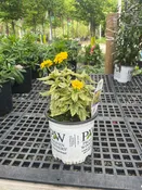 Bit of Honey False Sunflower