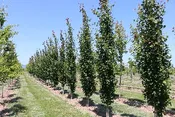 Populus tremula ‘Erecta’