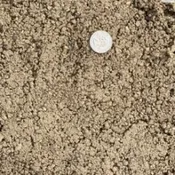 310 Limestone Screenings