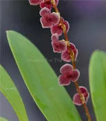 Stelis argentata