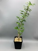 Sesamothamnus lugardii — Desert Creations
