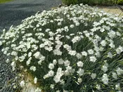 Dianthus 'White Lace' Plants