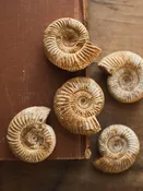 1"-2" Whole Fossilized Ammonite, RM1943