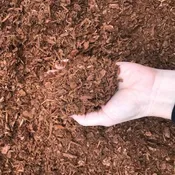 Fine Orange Bark