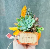 Mini orange  Succulent Pumpkin