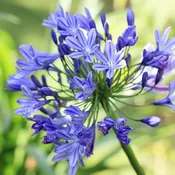 Agapanthus africanus