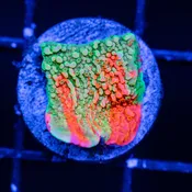 WWC Grafted Montipora Cap - WYSIWYG Frag