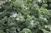 Siberian Dwarf Kale (Un-sized, Untreated Seed)