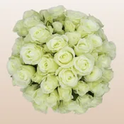 Alma White Spray Roses