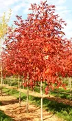 Autumn Applause Ash (Fraxinus excelsior 'Autumn Applause')