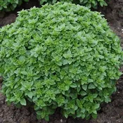 Basil, Boxwood