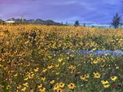 Black-eyed Susans and Fireflies, Port of Egypt — Nova Constellatio Gallery