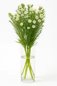 Aster White (Fresh)